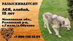 Пропала собака! АСЯ. 12 лет. Алабай. Московская обл,  Раменский р-н,  с. Гжель,  д. Обухово