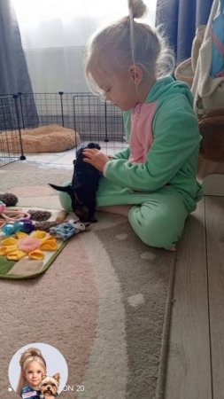 щенок Йорк. Мой питомец 🐶