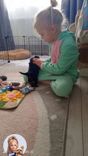 щенок Йорк. Мой питомец 🐶