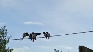 [Евгения Царегородцева] - Ласточки