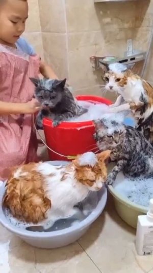 Банный день для всех.