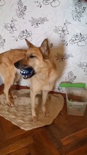 Зубастый крокодил😁