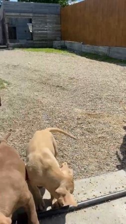 Питбуль Багира и Спайк #dragonlife #собака #dog #wolf #животные #топ #собаки #pitbull #blackwolf