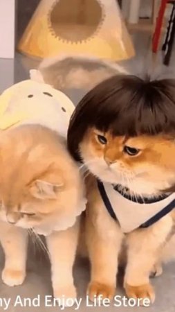🎄🐾 Парики для домашних животных: Рождественская пародия! 🐶🐱