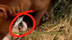 ПИТБУЛЬ УБИВАЕТ СОБАКУ! +18 драка питбуля с дворью
