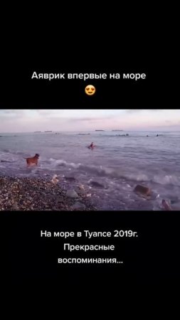 Аяврик впервые на море #pitbull #wolfcales #dog #wolf #blackwolf #dragonlife #shorts
