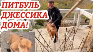 ПИТБУЛЬ ДЖЕССИКА ДОМА! Сестра мусы, халка, графа.