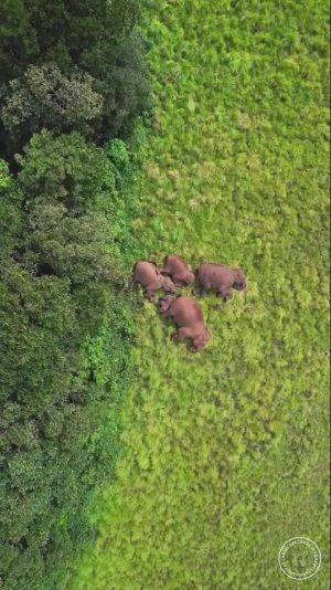 Семья слонов сладко спит среди холмистых лугов🌱
Горная цепь Западные Гаты, Индия.