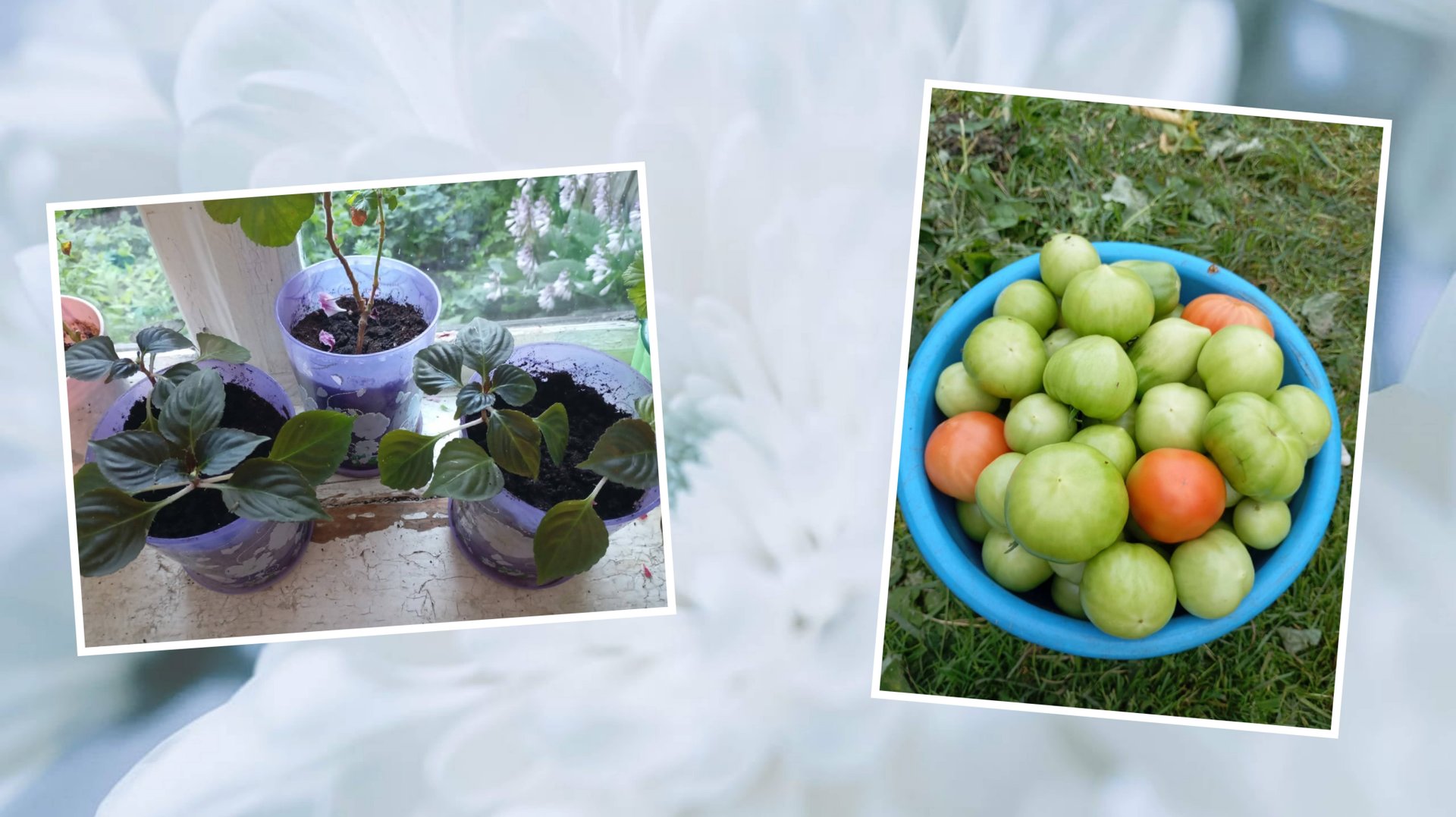 Собрала ведро помидор, а то из-за погоды пропадут. Посадила цветы смотреть онлайн