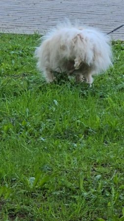 #собачки #reels #short #shorts #marfo #shortvideo #shortsvideo #dog #dogs #doglife #dogshorts #white