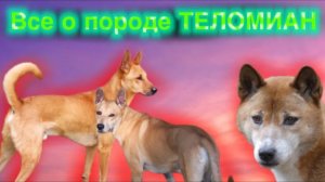 Теломиан - что из себя представляет данная порода? Плюсы и минусы.