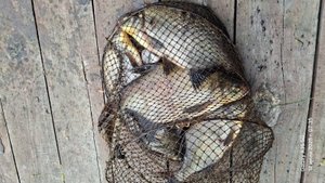 Ловля леща и другой рыбы в водохранилище.Рыбалка на донки с кормушкой и поплавочную удочку.