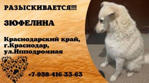 Пропала собака! ЗЮФЕЛИНА. Краснодарский край,  г.Краснодар