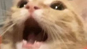 😹 Котики-Хохотушки: Самые Забавные Моменты! 🐱