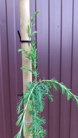 Можжевельник обыкновенный Хорстманн
 ( Juniperus communis Horstmann ).
