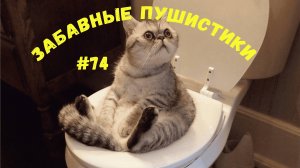 Я РЖАЛ ДО СЛЕЗ 😹 СМЕШНЫЕ КОШКИ И СОБАКИ  СМЕШНЫЕ ЖИВОТНЫЕ 2025 😹 ЛУЧШИЕ ПРИКОЛЫ #74