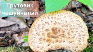 Трутовик чешуйчатый
Polyporus squamosus
