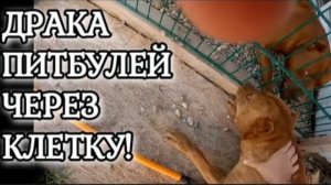 ДРАКА ПИТБУЛЕЙ ЧЕРЕЗ КЛЕТКУ! ЧП ВО ДВОРЕ.