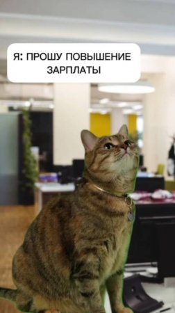 Пушистый вымогатель!
