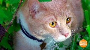 Котик, вернись, я все прощу! Доброе утро. Фрагмент выпуска от 22.07.2025