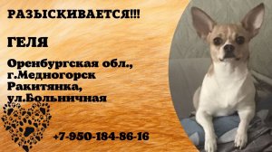 Пропала собака! ГЕЛЯ. Оренбургская обл., г.Медногорск.