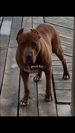 Питбули Dragon Life #питбулиdragonlife #pitbull #shorts