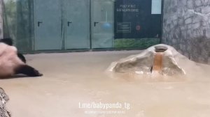 🐼 Волшебство по-пандовски: Жуи и загадочная шляпа 🎭