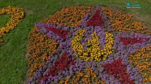 Необычные цветочные композиции на улицах Петербурга