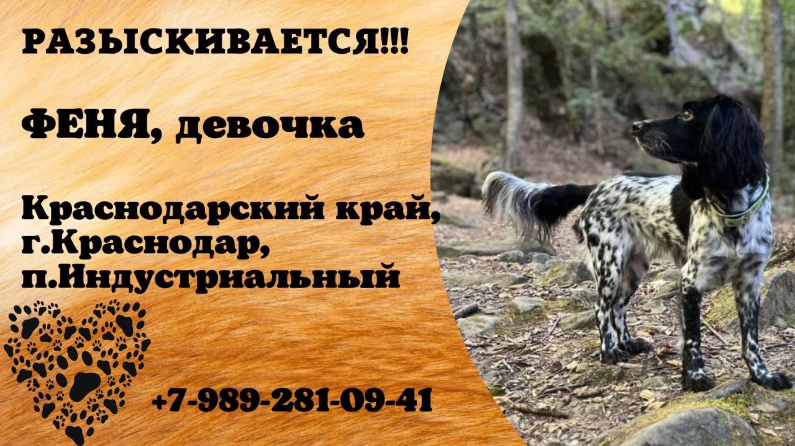 Пропала собака! ФЕНЯ, девочка. Краснодарский край, г.Краснодар.