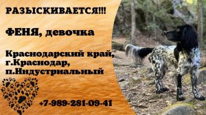 Пропала собака! ФЕНЯ, девочка. Краснодарский край, г.Краснодар.