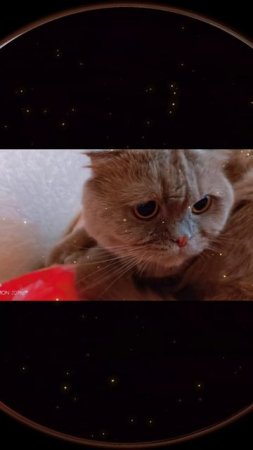 наш член семьи Мартюша

#кот #британец #членсемьи #мокрыеносы