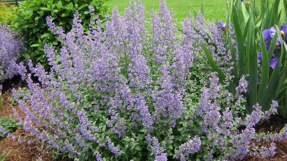 Котовник, шалфей, лаванда 🌸🌸🌸