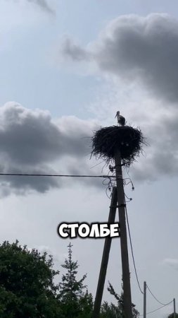 Ни в одном институте так не научат! #строитель #стройка #домнадереве #ижс