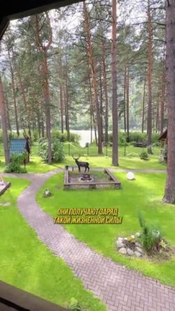Алтайская сказка из кедра: как семья создаёт базу мечты своими руками.