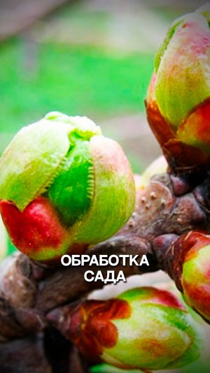 Обработка сада