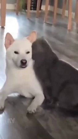 Удивительные животные !!!!