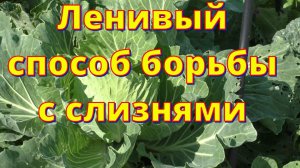 Простой способ борьбы со слизнями на капусте для ленивых