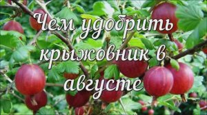 Чем Удобрить Крыжовник в Августе. Лучшее Удобрение для Крыжовника После Плодоношения!