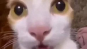 😂 Мурлыки-Шутки: Самые Забавные Котяры! 🐱