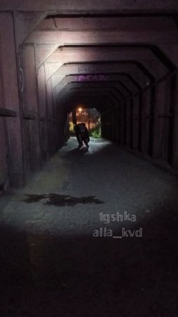квадробика ночью #ночь #квадробика