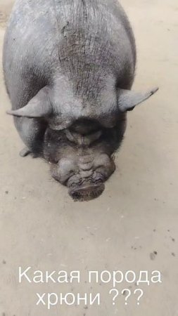Какая порода хрюни
