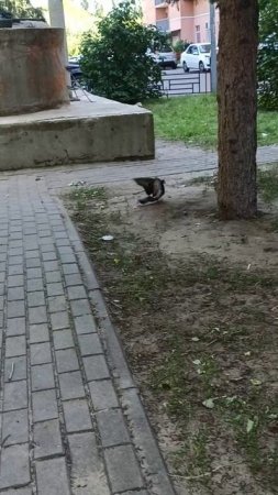 гуля