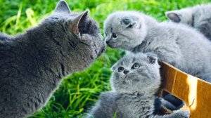 😹Милый серый котик целует маму кошку на траве🔥