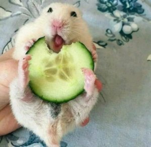 спорт