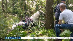 Наездница не справилась с управлением конем и он угодил в болото, откуда его доставали спасатели