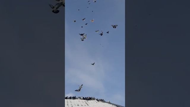 Бабочка 🦋