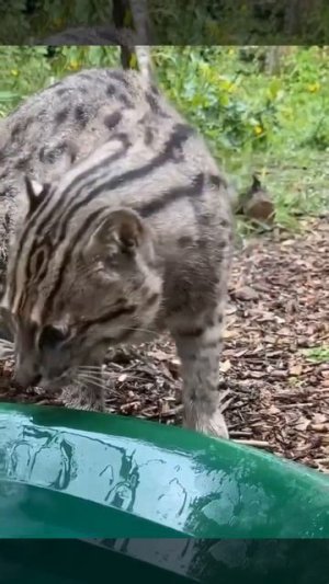 Голодный хищник 🐆❤️😉😋