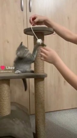#котята #когтеточки