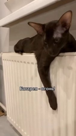 Удивительные животные !!!!