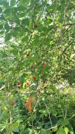 Вишня 🍒